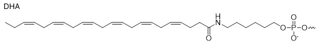 Bio-Synthesis Inc. Oligo Structure