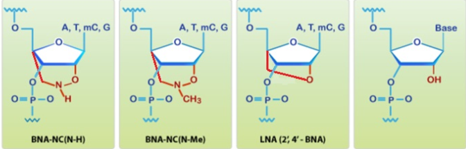 Structure of basic BNA