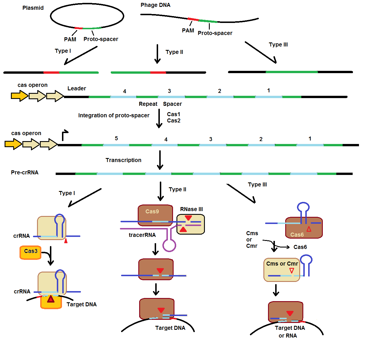 Тип cas. Схема образования CAS. The System of CRISPR CAS 3 Stages. CAS операции. Процедура CAS.