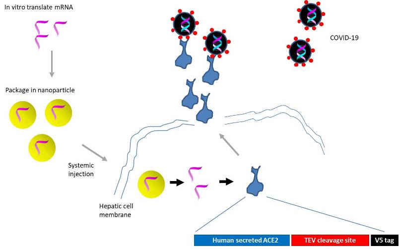 Applying mRNA based technology to express a surplus of decoy ACE2 ...