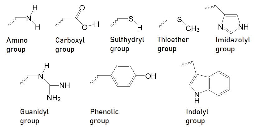 sulfhydryl group model