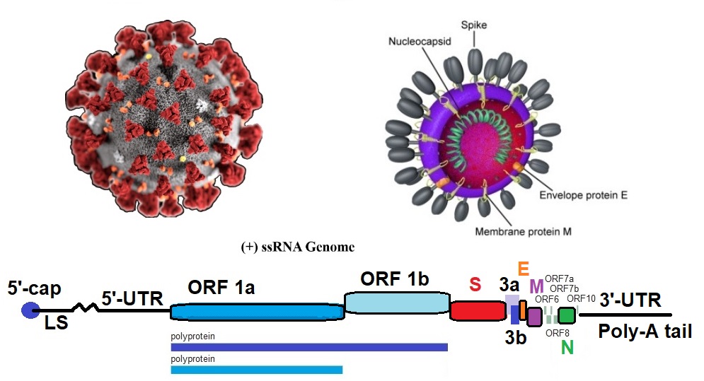 Structural basis of RNA cap modification by SARS-CoV-2
